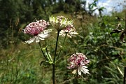 58 Fiori di Astranzia maggiore (Astrantia major)